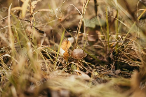Preview: Beautiful edible mushroom with brown cap in autumn sunny woodland. Brown Birch Bolete. Soft Focus