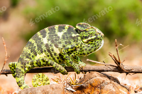 Preview: The Indian Chameleon, Chamaeleo zeylanicus in the forest.