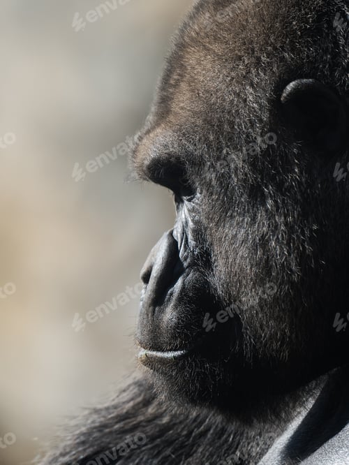 Preview: Adult gorilla is looking into the distance