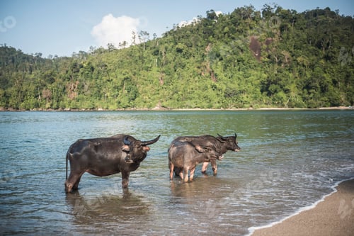 Preview: Water Buffalo on the beach at Sungai Pinang, near Padang in West Sumatra, Indonesia, Asia