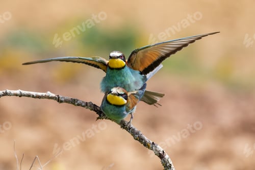 Preview: Selective focus shot of two exotic colorful birds on the thin branch of a tree