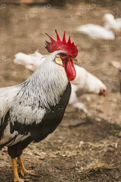 Preview: Rooster