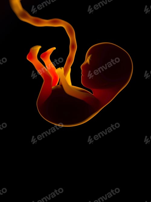 Preview: Silhouette of a human embryo on ultrasound examination in the womb during pregnancy. A baby with an