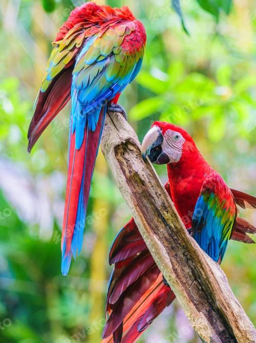 Preview: bird, parrot, Scarlet, Macaw