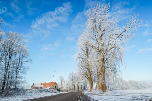 Preview: winter weather with winter road in the Netherlands with white snowy frosty trees in Flevoland