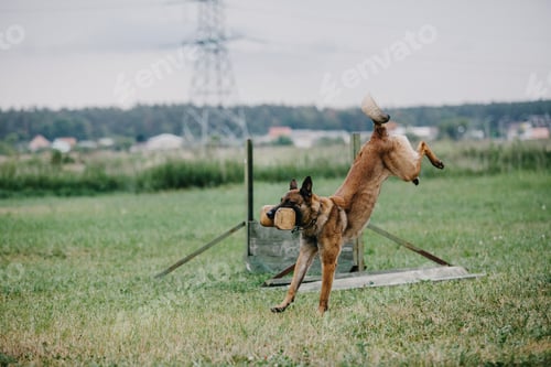 Preview: Working dog. Dog training. Police, guard dog. Dog outdoor