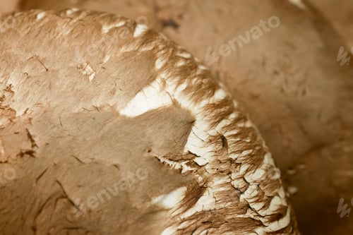 Preview: Heap of Champignon mushrooms, close up