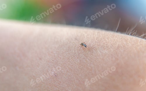 Preview: A mosquito on a child hand. Selective focus.