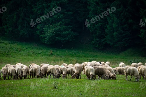 Preview: Herd of sheep standing next to each other on a lush green hillside
