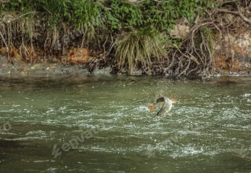 Preview: Fish caught on fishing line leaping from river, Mozirje, Brezovica, Slovenia