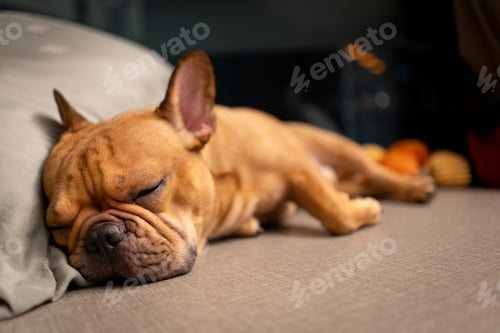 Preview: French bulldog sleeping on the floor