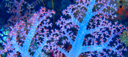 Preview: Multi-branched Trees Soft Coral, Lembeh, Indonesia