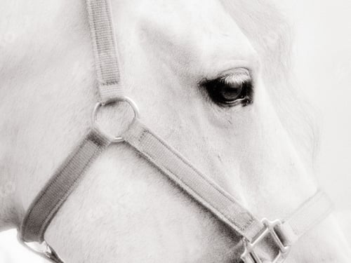 Preview: arabian, horse, mare, stallion, riding