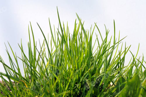 Preview: Green Grass and Sky