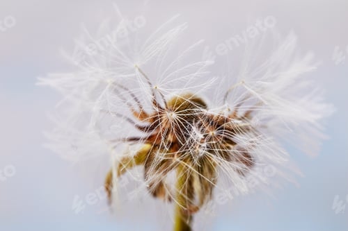 Preview: Macro shot of a dandelion on a blue background. Close-up