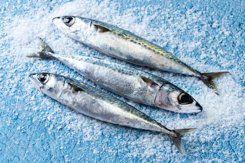Preview: Raw mackerel fish with salt around isolated on white background