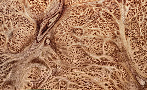 Preview: burl wood striped