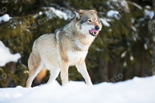 Preview: Wolf licking lips in the sunset