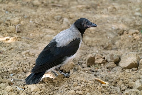 Preview: One crow on the ground