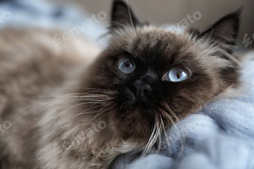 Preview: Cute Balinese cat, closeup view. Fluffy pet