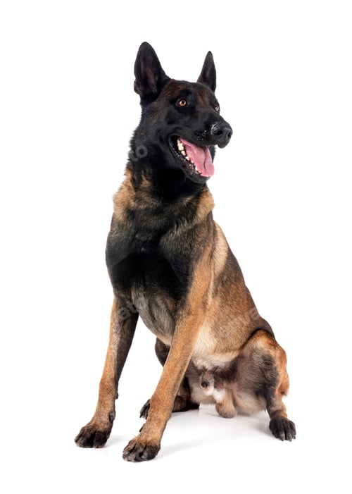Preview: malinois in studio