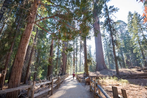 Preview: Sequoia