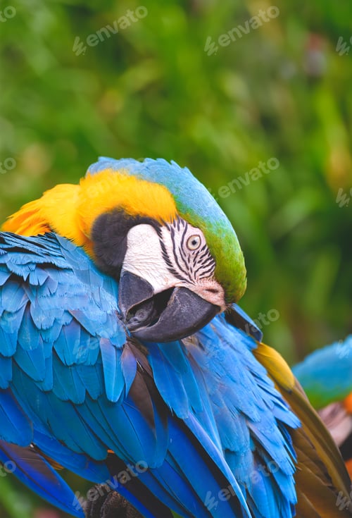 Preview: Close up of beautiful blue and yellow macaw preening its feathers on blurred greenery background