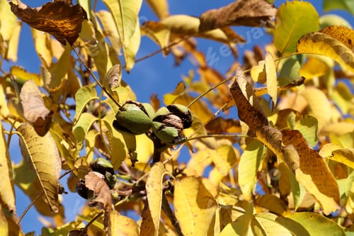 Preview: Ripe walnuts on the tree