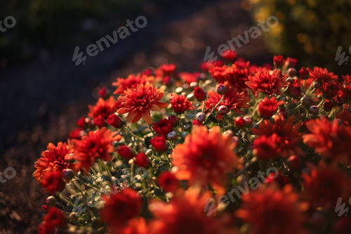 Preview: Beautiful floral background displaying bunch of orange Chrysanthemum morifolium, garden mum flowers