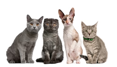Preview: Group of cats sitting in front of white background