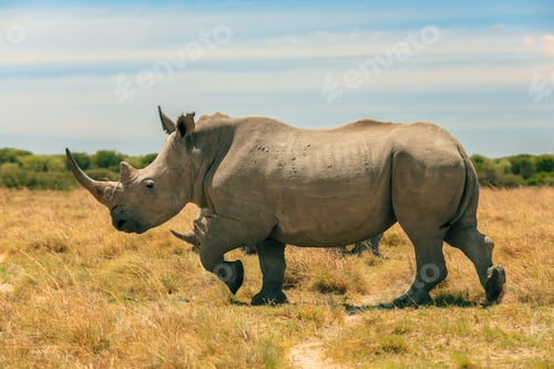 Preview: Exploring Botswana\'s wilderness with a rhinoceros in its natural habitat during a sunny afternoon