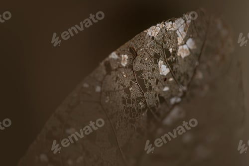 Preview: Skeleton leaves isolated - Leaf veins, Dry leaf detail texture in front to light-dry leaves