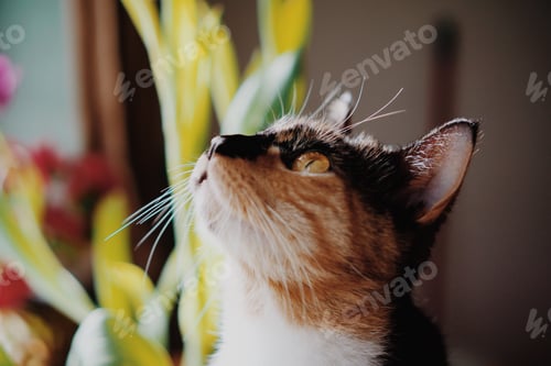 Preview: Cute pet cat looking up