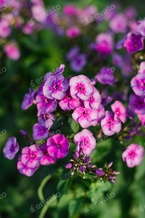 Preview: Purple flowers Panicle Phlox Classic Cassis in garden