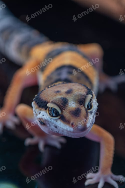 Preview: Close up of the leopard gecko or common leopard gecko, Eublepharis macularius