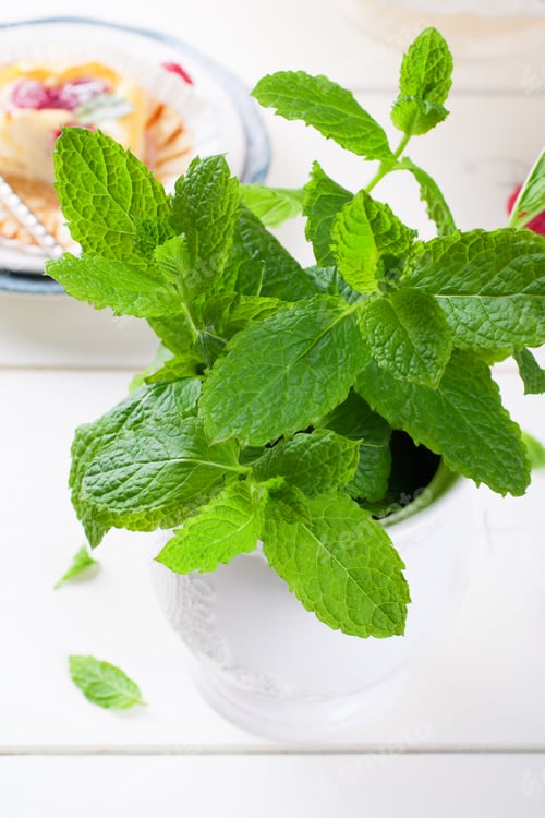 Preview: Fresh mint in white vase