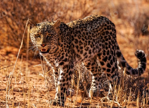 Preview: A Best wildlife destinations in the world