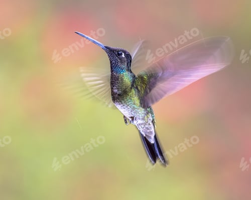 Preview: Rivolis hummingbird hovering in mid air on bright background