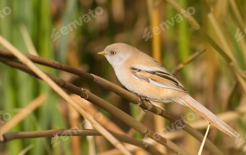 Preview: Bearded tit, panurus biarmicus. A female bird sits on a reed