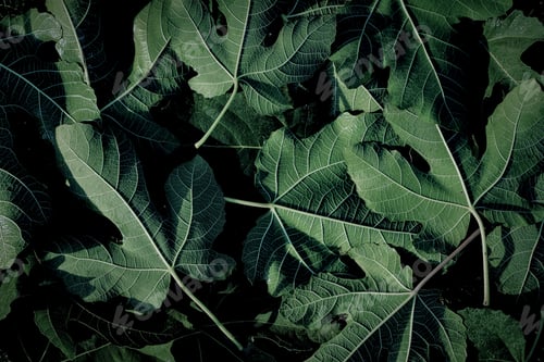 Preview: closeup of fig leaves - texture