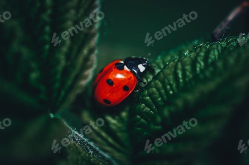 Preview: ladybug on a leaf