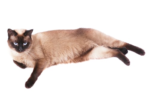 Preview: siamese cat