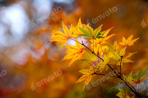 Preview: Colorful maple leaves in autumn season hanging on the branch with blurred background. Japan