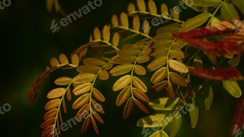 Preview: Vibrant autumnal scene featuring the sun's rays gleaming through a bush of orange and yellow leaves