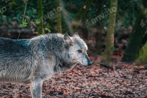 Preview: an image of a wolf in the woods of a forest