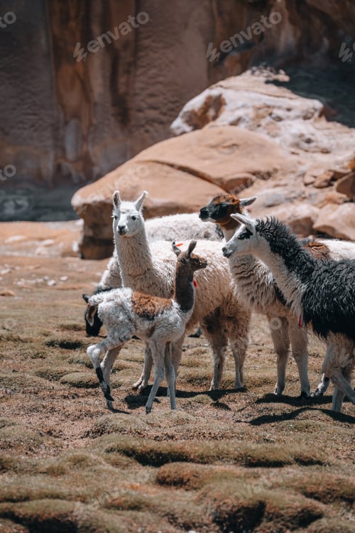 Preview: Photo of Lamas in South America during Salt Flat Uyuni tour