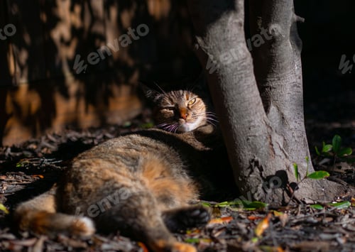 Preview: Closeup shot of an orange and black cat napping peacefully under a shady tree