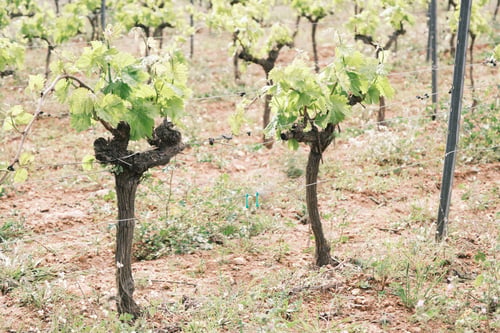 Preview: Vines from a vineyard that has not yet produced the grapes.
