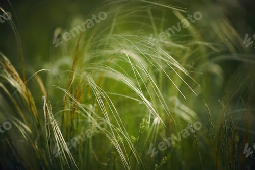 Preview: Stipa Grass Close Up