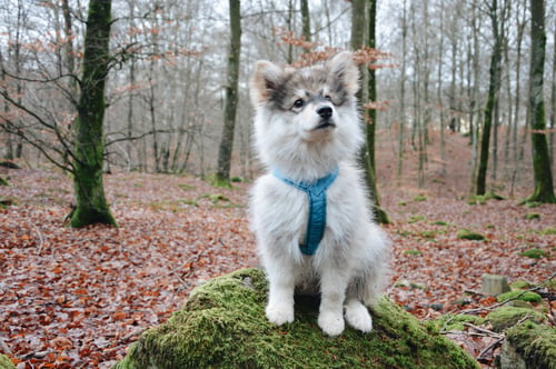 Preview: Portrait of a young Finnish Lapphund puppy dog sitting on a stone or rock